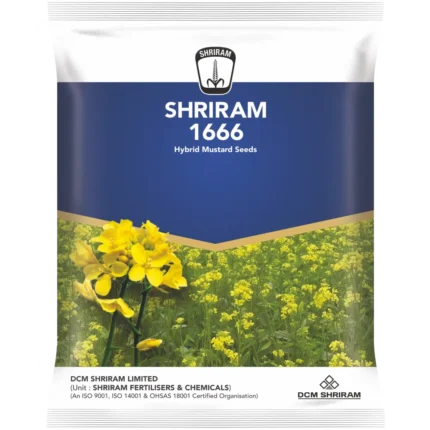 shriram 1666 hybrid mustard seeds