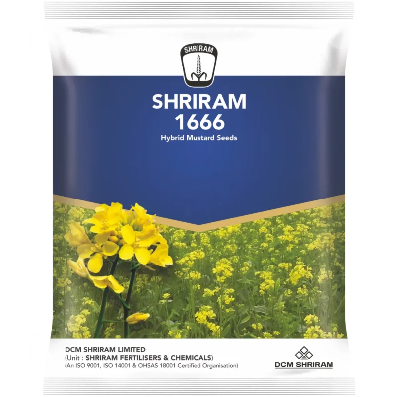shriram 1666 hybrid mustard seeds